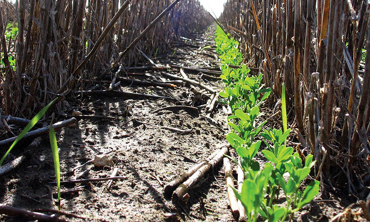 Good seedling establishment, a flat soil surface, no stubble clumps, or herbicide residues.