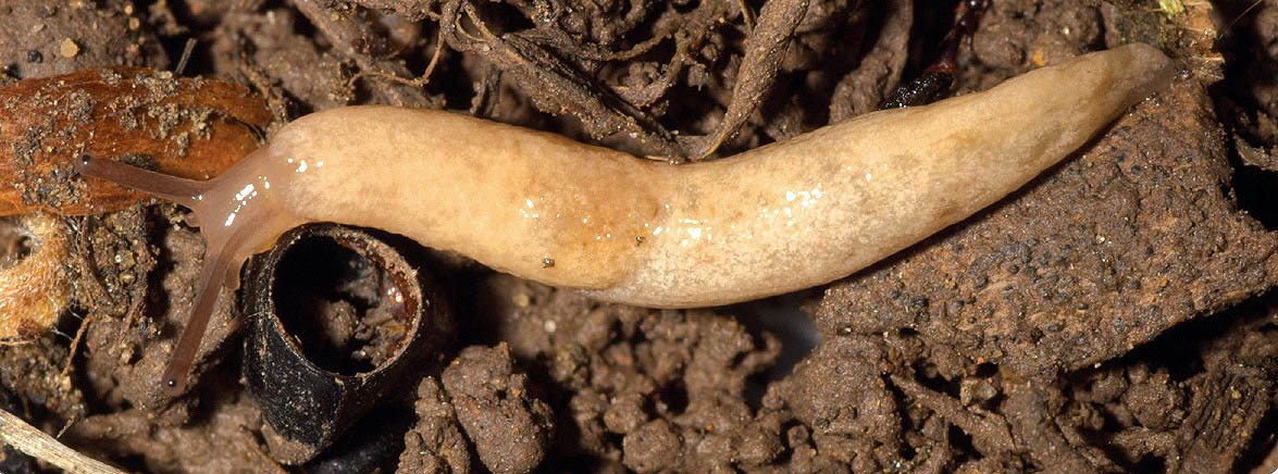 Adult reticulated or grey field slug.