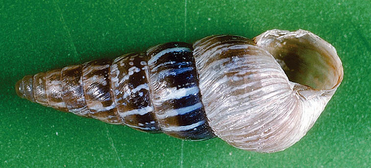 Adult, Cochlicella acuta.