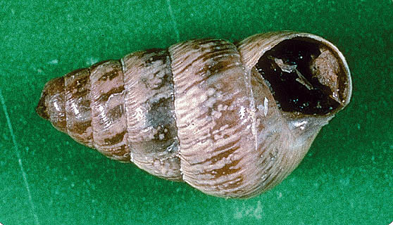 Adult, Cochlicella barbara.