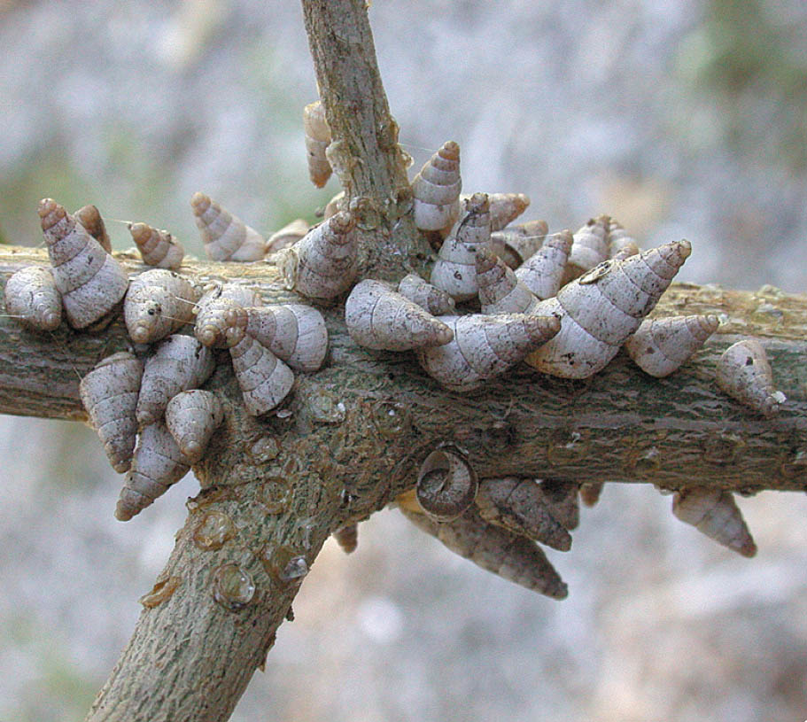 Conical snail infestation.