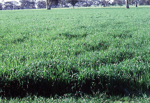 Depressed cereal growth following cereal the previous year.