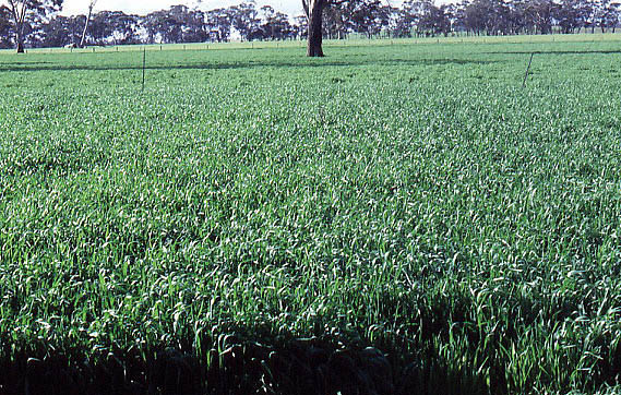 Good cereal growth following a pulse the previous year.