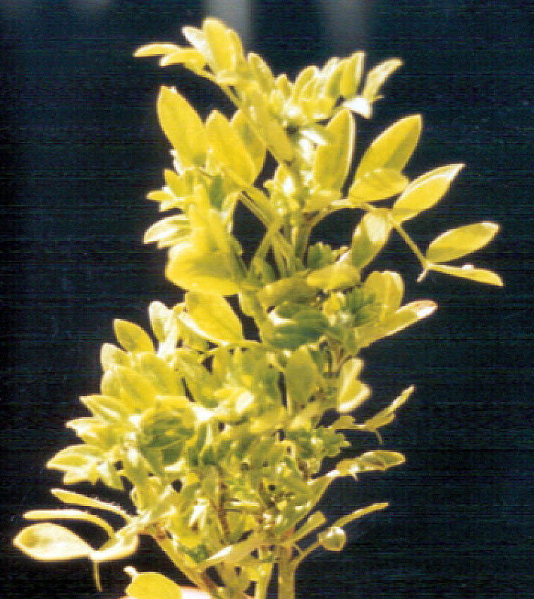 Stunted plants with yellowish discolouration.