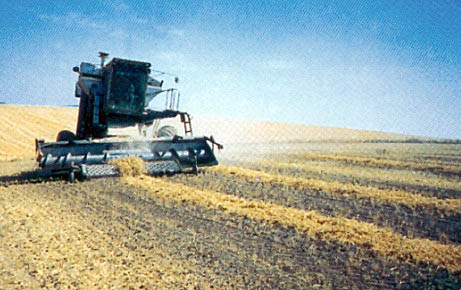 Lentils can be harvested in windrows.