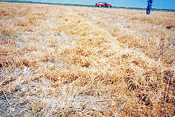 Windrow can be ruined by wind.