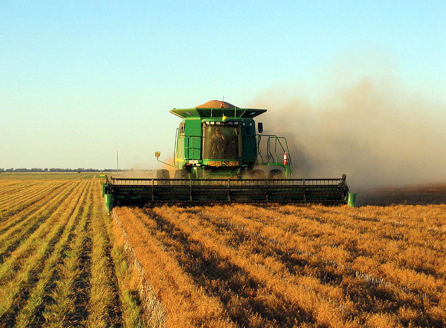 Harvesting lentils.