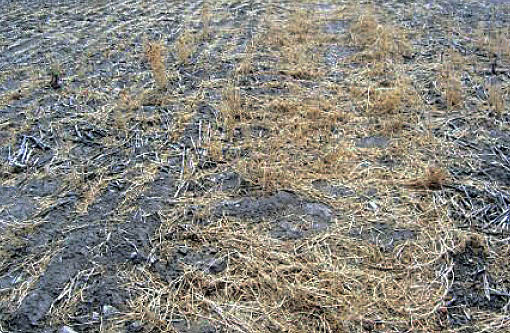 Harvest performance poor in wheel tracks. 