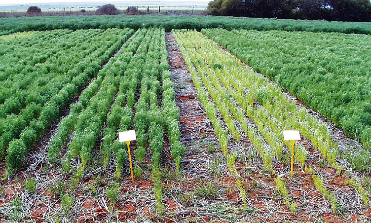 Inoculated (left) with WSM1455 (an excellent Group F inoculant strain for lentils) versus a non-effective strain (right).