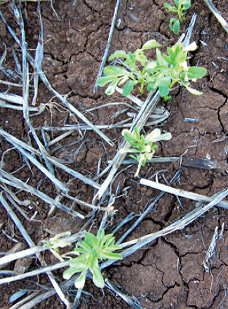 Example of herbicide damage on lentils.