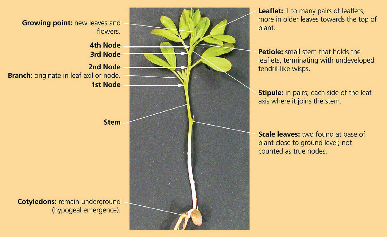 Resultado de imagen de lentil plant parts