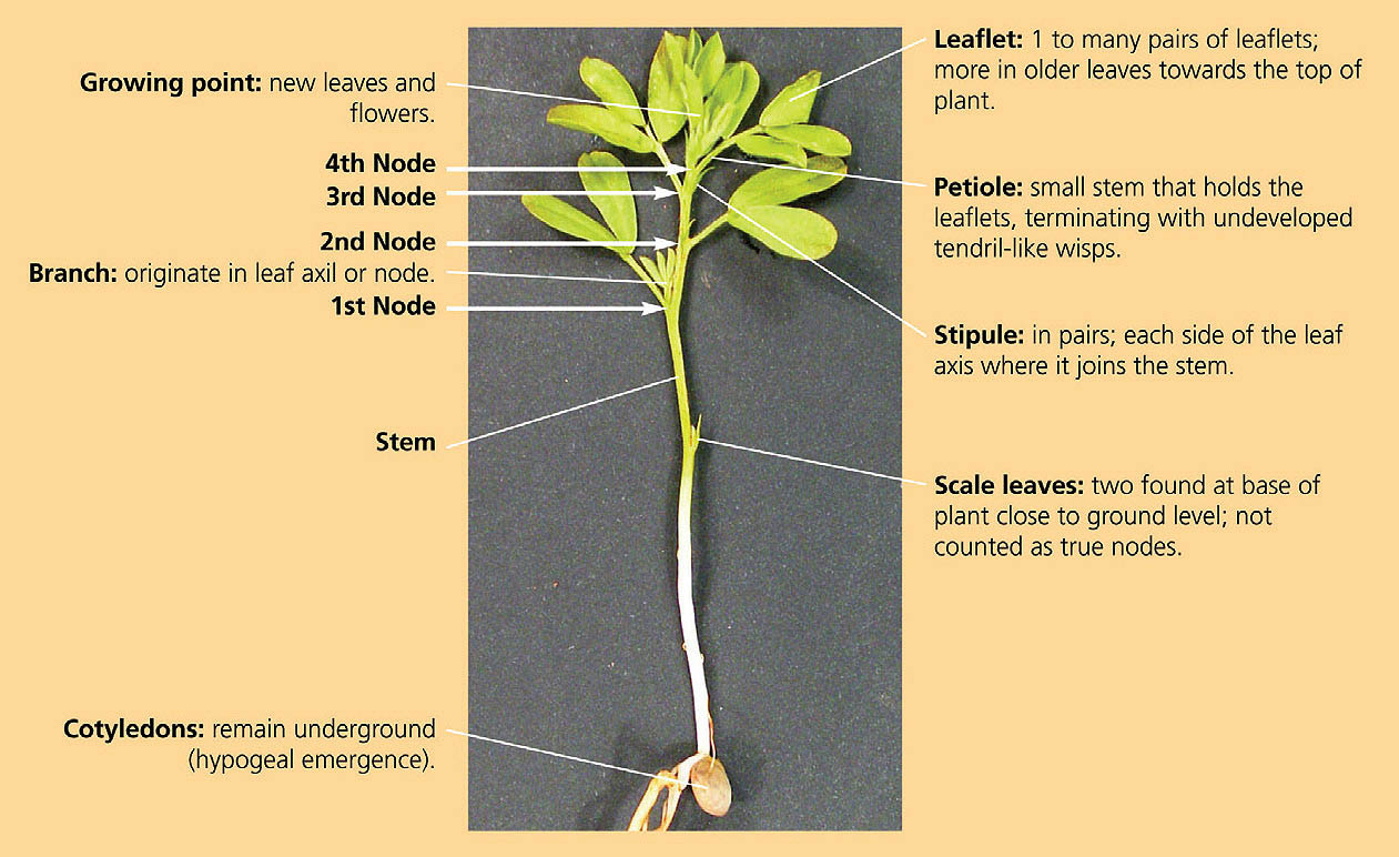 Lentil (Lens culinaris) plant parts