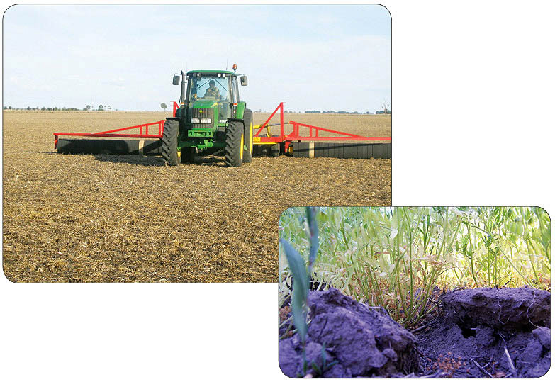 Rolling flattens clods, ridges and rocks to assist harvest. Clods need to have been rolled.