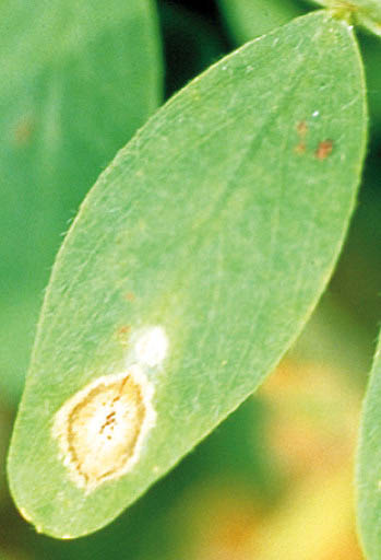 Ascochyta leaf lesions.