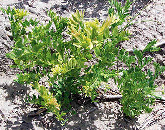 Cucumber Mosaic Virus (CMV).