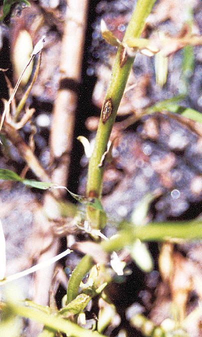 Anthracnose in lentil crop.