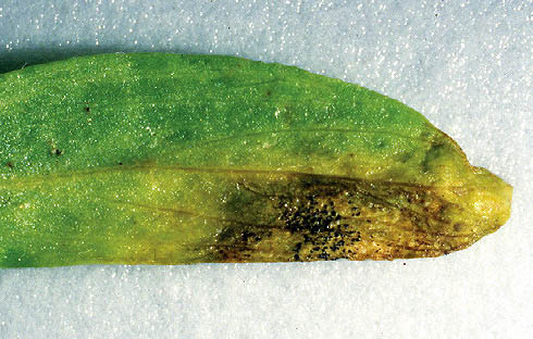 Anthracnose leaf.