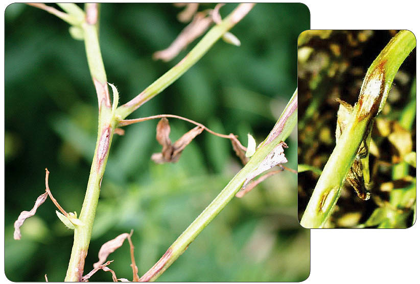 Anthracnose on stems.