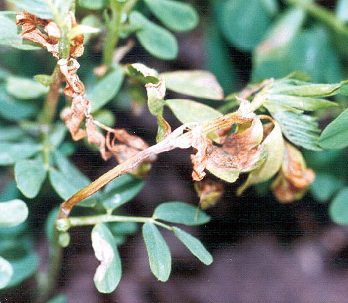 ascochyta leaf blight