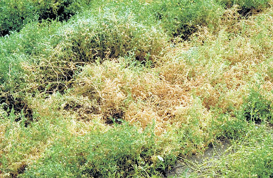 Botrytis grey mould in a mature crop.