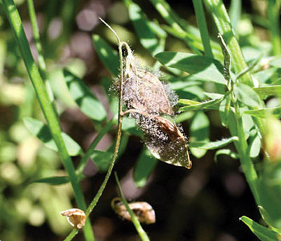 Seed pod affected by Botrytis cinerea.