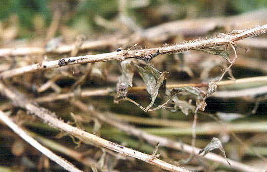 Botrytis grey mould on stem.