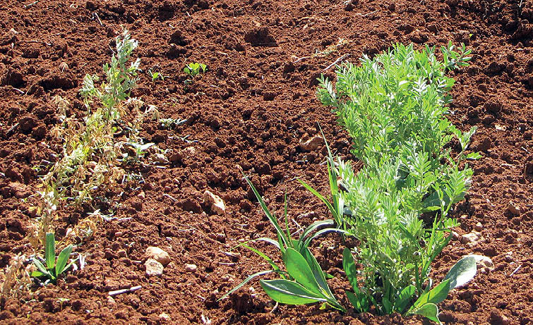 Infected plant on left.