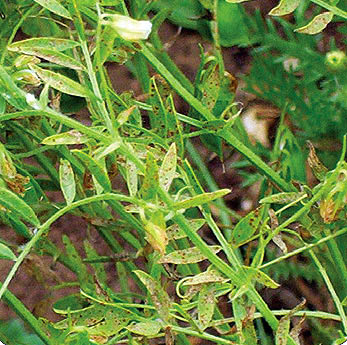 Lentil rust in canopy.