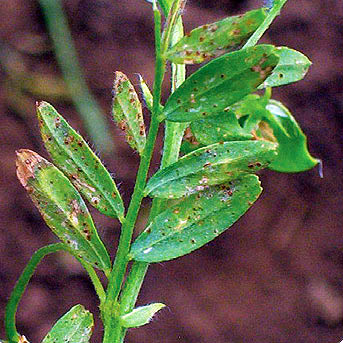 Lentil rust on leaves.