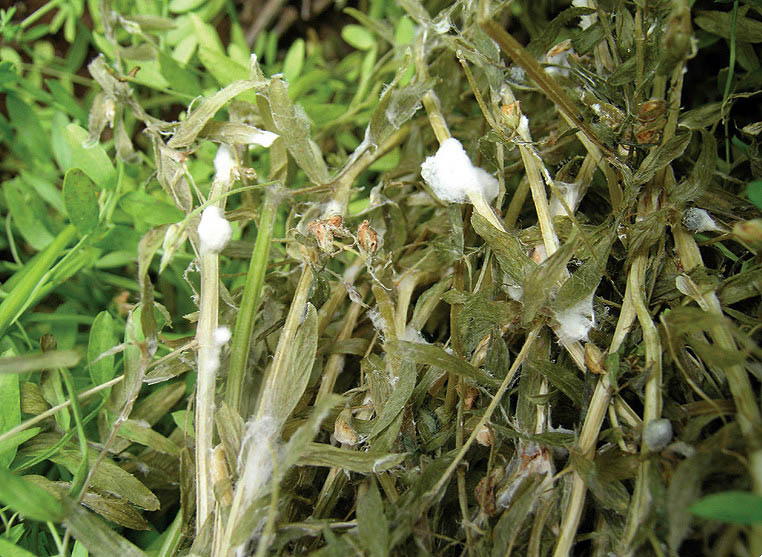 Sclerotinia blight.