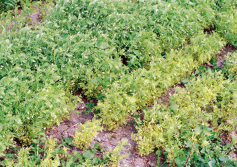 A distinct patch of yellow stunted plants.