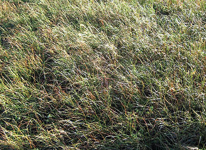 Grassy weed growth.