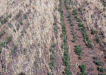 The impact of early grassy weeds.