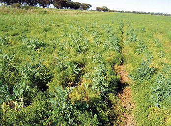 Lentils with broadleaf weeds that need controlling.