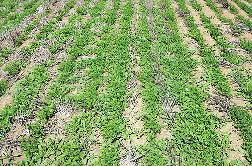 Lentils contaminated with prickly lettuce.