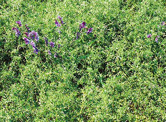 Avoid vetch contamination to minimise marketability problems.