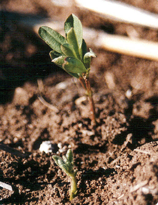 Lentils -trifluralin symptoms, stunted seedling.