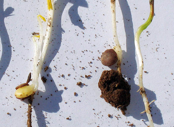 Lentils - Treflan® symptoms, damaged roots.