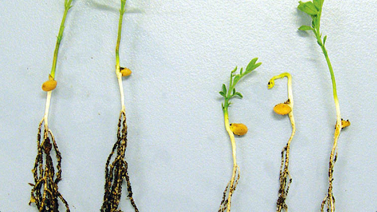 Lentils — Trifluralin symptoms, untreated plant (left), shortened hypocotyl and roots (right).