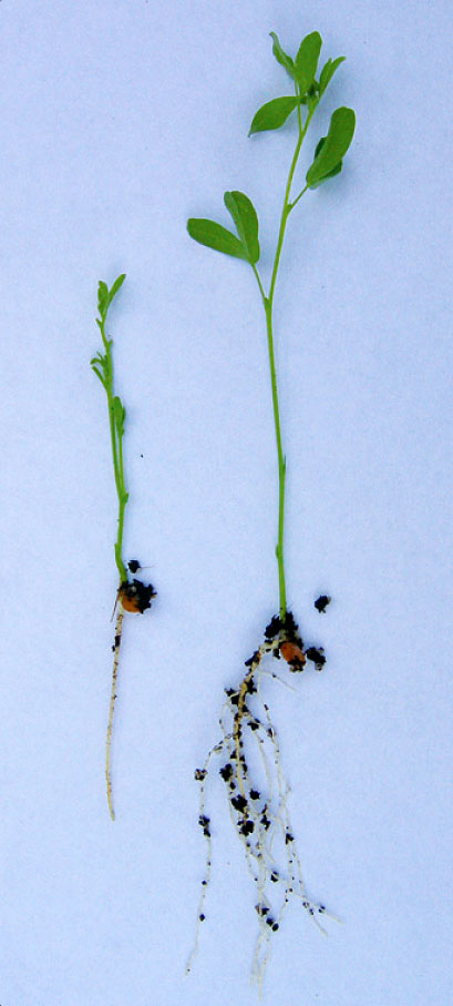 Reduced root growth in affected plant left.