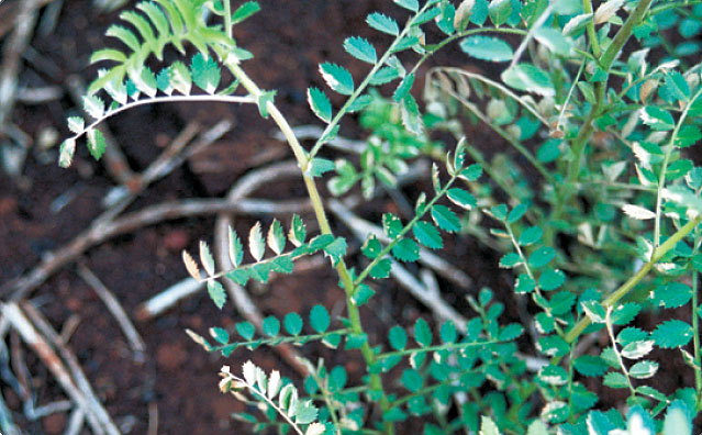 Chickpea-Group L symptoms. Water-soaked spots on leaves.