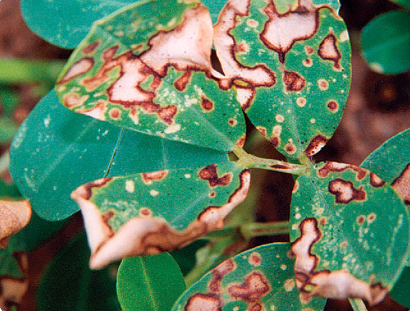 Peanut-paraquat symptoms. Small white spots with brown-red borders on leaves.