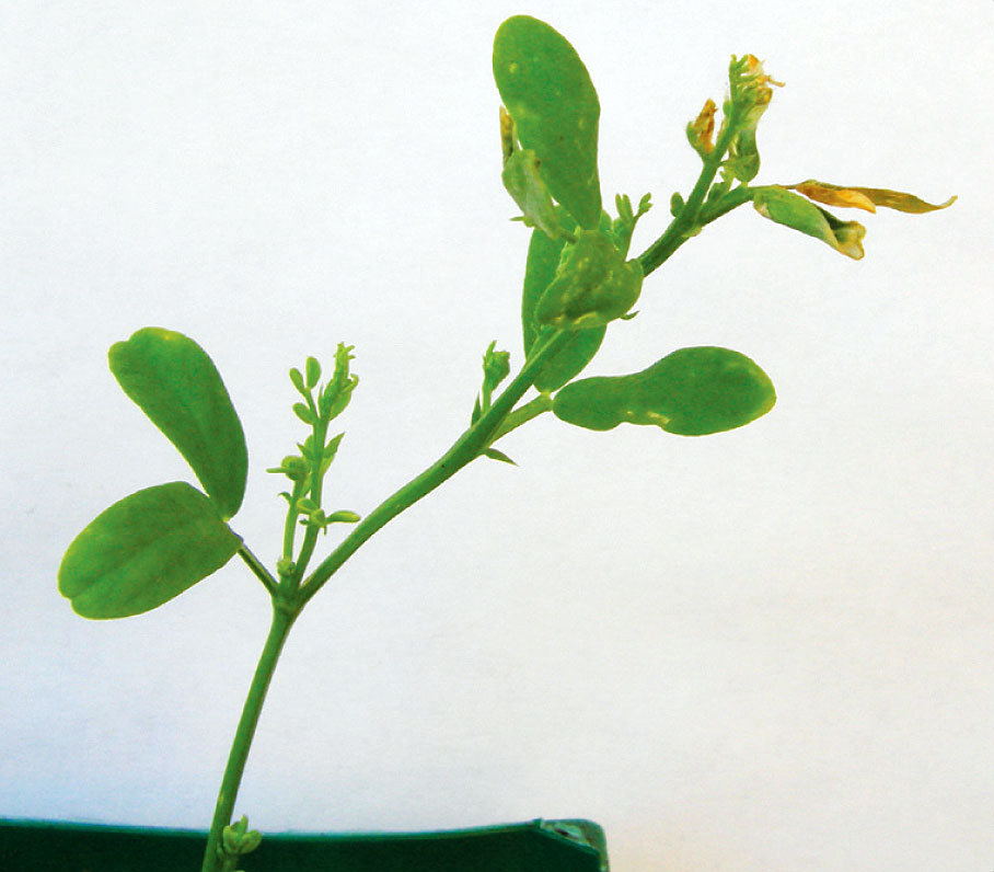 Affected lentil showing twisted, small, yellowing and dying leaves.