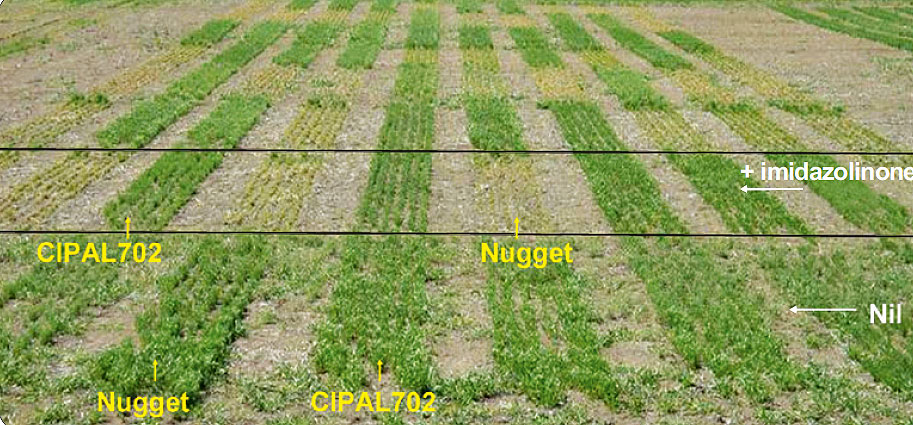 New tolerant line showing tolerance in imidazolinone treated plots compared to other non tolerant lines.