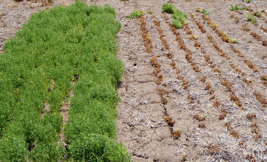 Tolerant CIPAL702, left, and intolerant variety, right, both with imidazolinone applied.