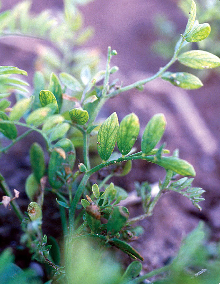 Yellowing between the veins of young leaves.