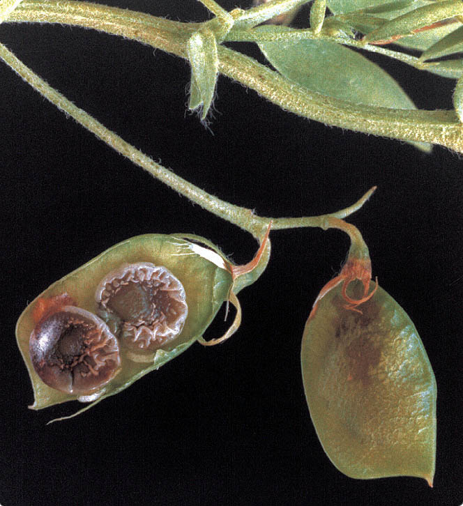 Normal (top) and frost damaged seed.