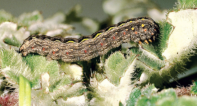 Larva.