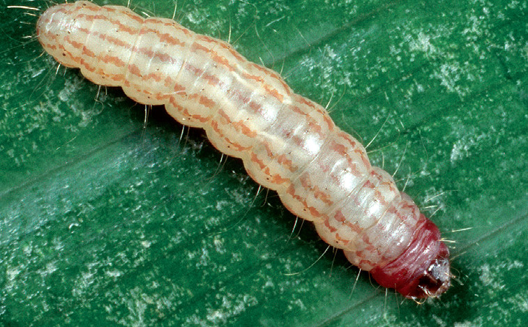 Larva.