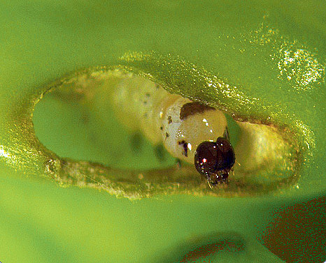 Larva in seed.